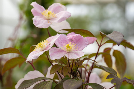 Clematis montana 'Mayleen' mit Blüte, erhältlich von 100-150 bis 150-200 cm; Einsatz: ;;ab 37,40 Euro