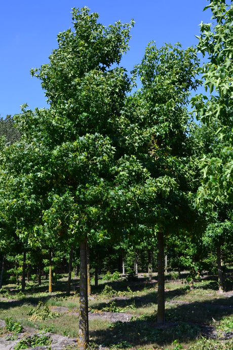 Liquidambar styraciflua , erhältlich von 125-150 bis 450-650 cm;;ab 77,00 Euro