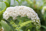 Buddleja 'White Bouquet'; hier mit Blüte; duftend; Einsatzmöglichkeit z.B. : Bienenweide; verfügbar in 4 Größen und Varianten;;ab 17,50 Euro