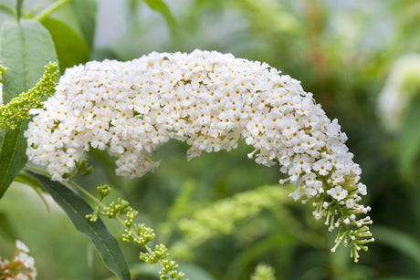 Buddleja 'White Bouquet' mit Blüte, erhältlich von 60-100 bis 125-150 cm; Einsatz: ;;ab 13,00 Euro