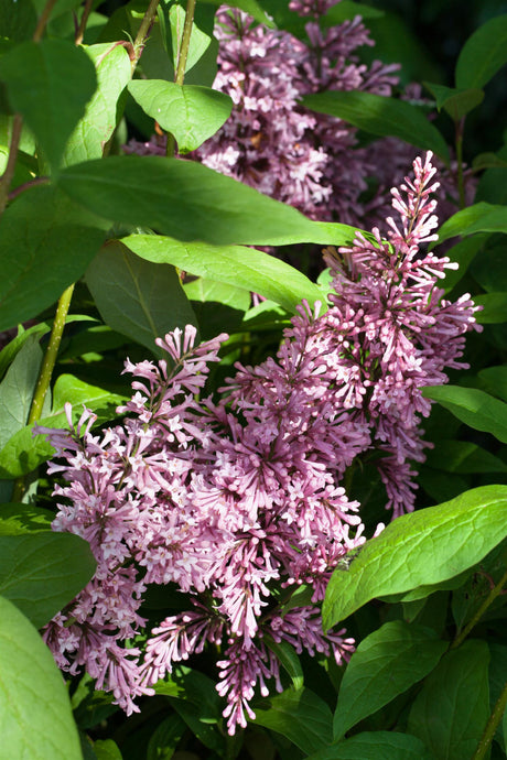 Syringa 'James Macfarlane' mit Blüte, erhältlich von 80-100 bis 80-100 cm; Einsatz: ;;ab 66,00 Euro