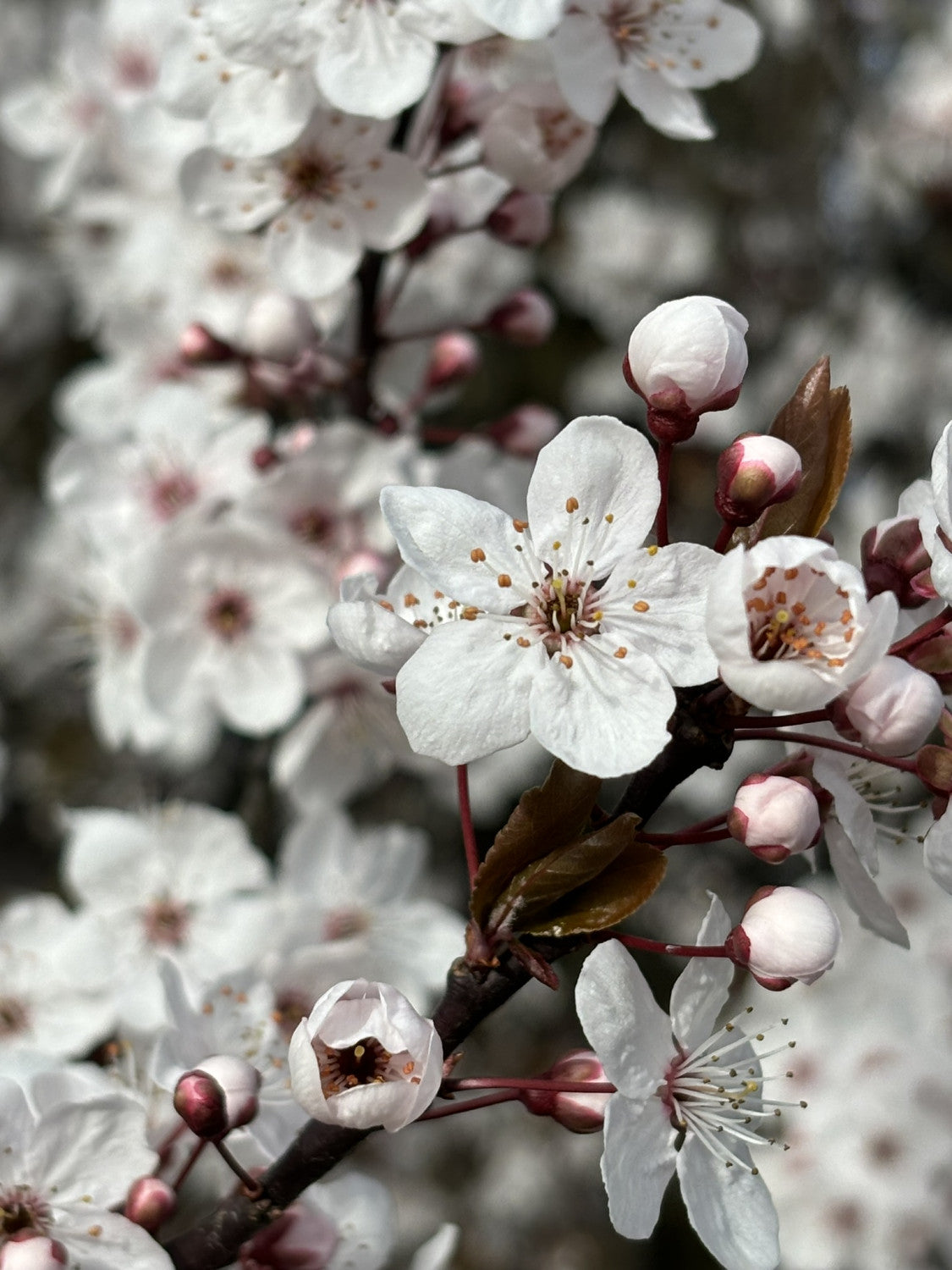 Prunus cerasifera (Wildpflaume)