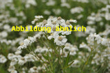 Genaues Foto für Achillea umbellata folgt; dieses ähnliche Bild dient der Illustration von Griechische Silber-Garbe
