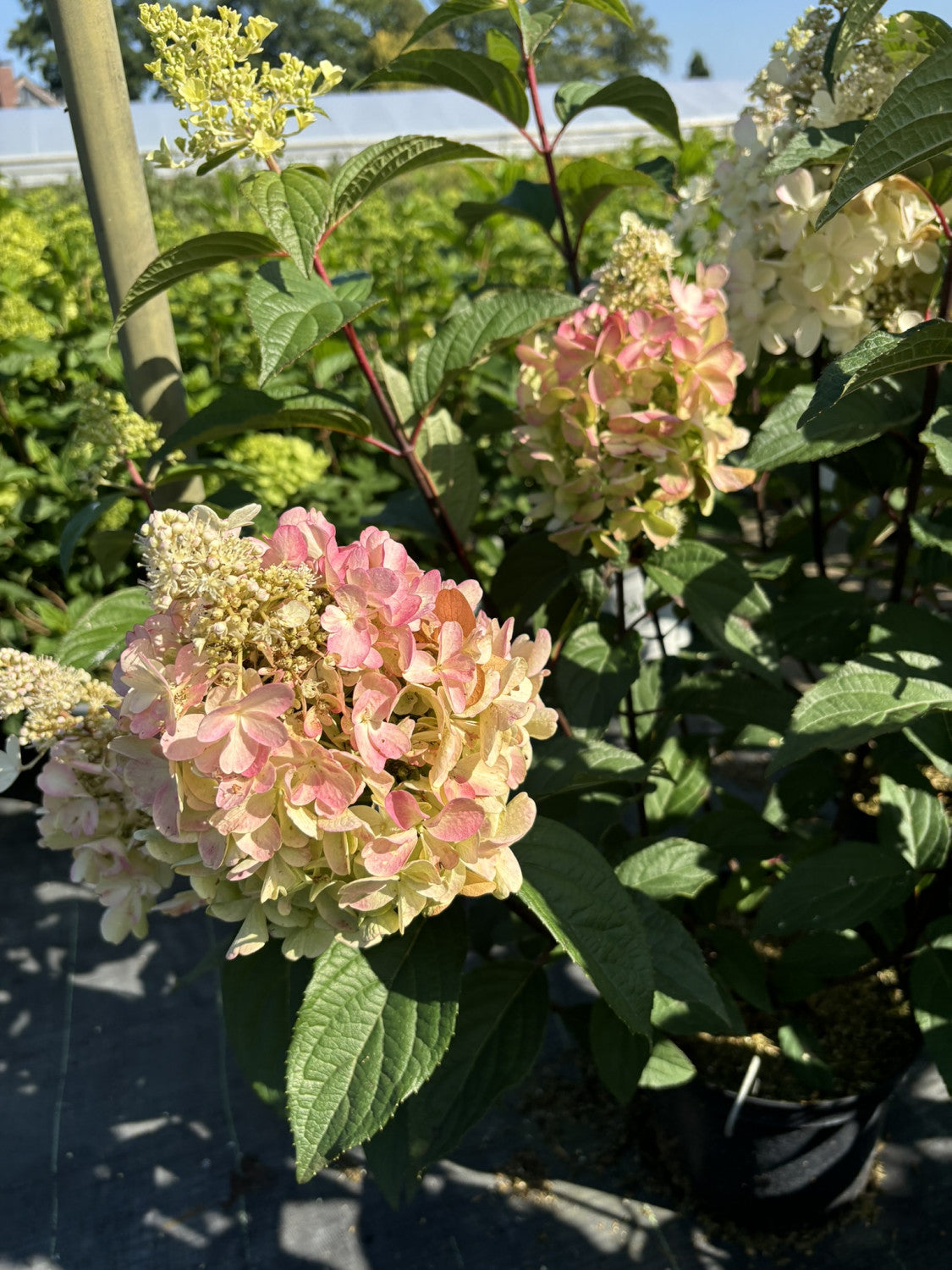 Hydrangea paniculata 'Pinky Winky' mit Blüte, erhältlich von 40-60 bis 60-80 cm; Einsatz: ;;ab 31,20 Euro
