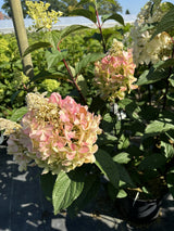 Hydrangea paniculata 'Pinky Winky' mit Blüte, erhältlich von 40-60 bis 60-80 cm; Einsatz: ;;ab 31,20 Euro