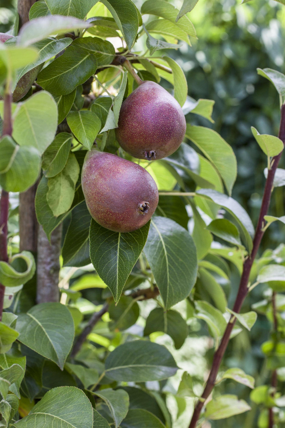Pyrus com. 'Rote Williams Christ' mit Früchten, erhältlich von 150-200 bis 450-650 cm; Einsatz: ;;ab 38,50 Euro