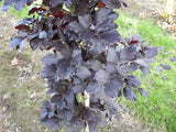 Fagus sylvatica 'Atropunicea' mit Belaubung, erhältlich von 270-330 bis 450-650 cm; Einsatz: ;;ab 437,00 Euro