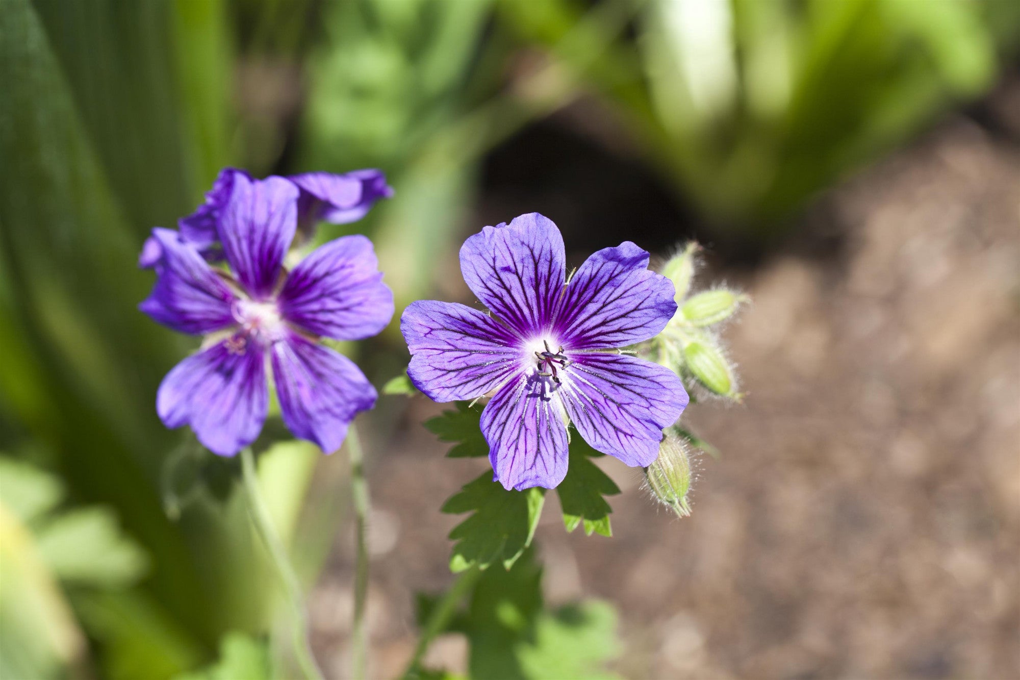 Geranium x magnificum (Prächtiger Storchschnabel)
