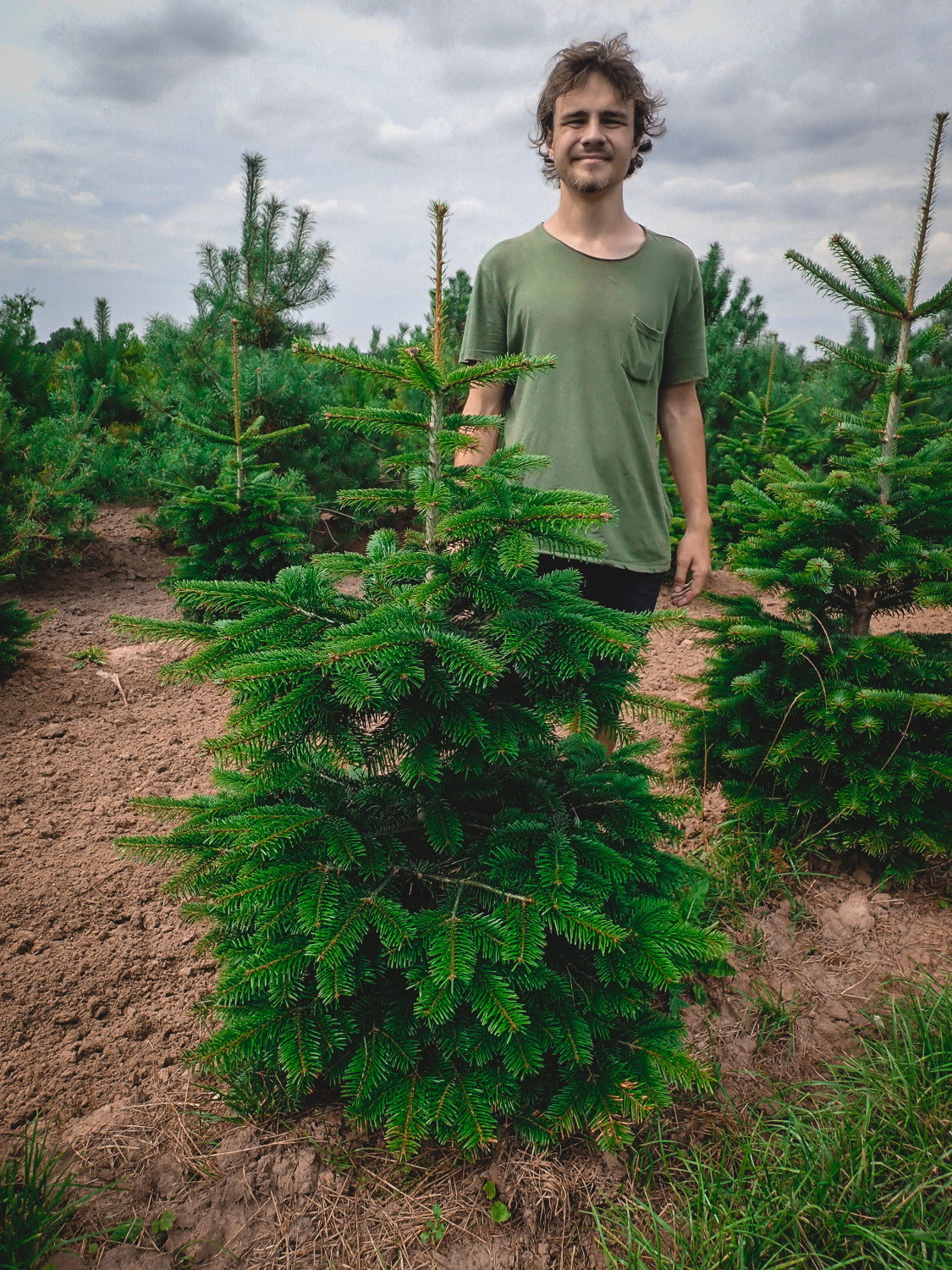 Abies nordmanniana; robust;;ab 1,54 Euro