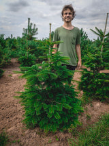 Abies nordmanniana; robust;;ab 1,54 Euro