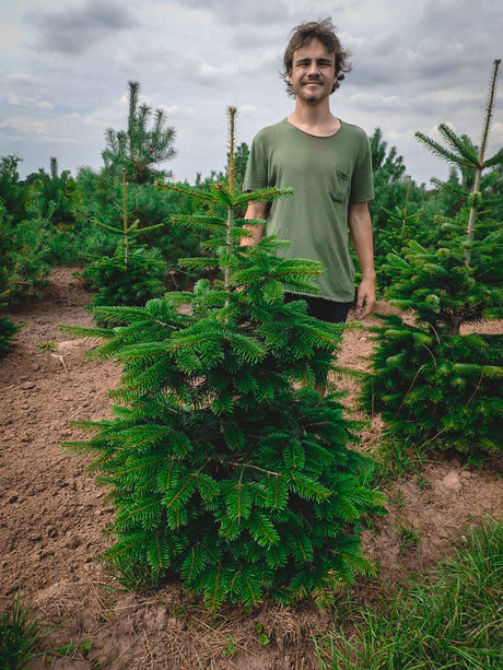 Abies nordmanniana; robust;;ab 1,54 Euro