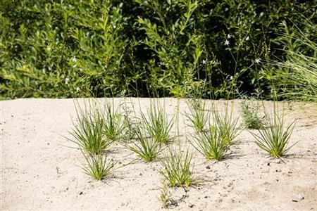 Anthericum liliago als Pflanze im Beet; Einsatz: ;;ab 7,05 Euro