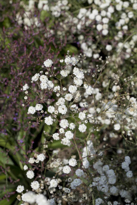 Gypsophila paniculata 'Bristol Fairy' mit Blüte; Einsatz: , ;;ab 6,02 Euro