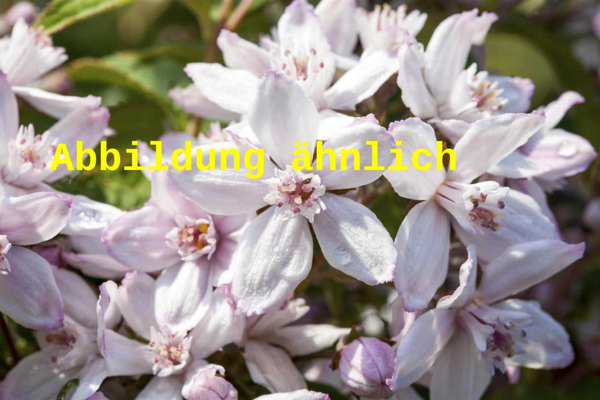Deutzia kalmiiflora (Kalmiendeutzie)