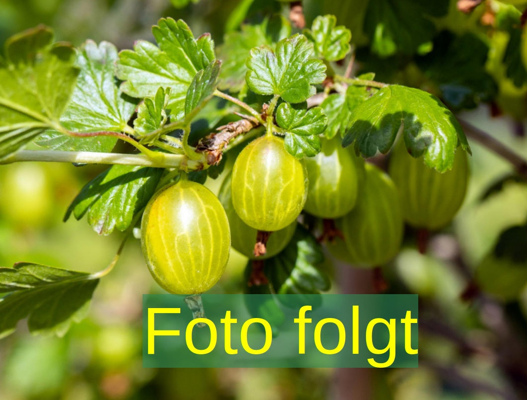 Bild wird ergänzt für Ribes uva-crispa 'Hinnonmäki rot' (Stachelbeere 'Hinnonmäki rot')
