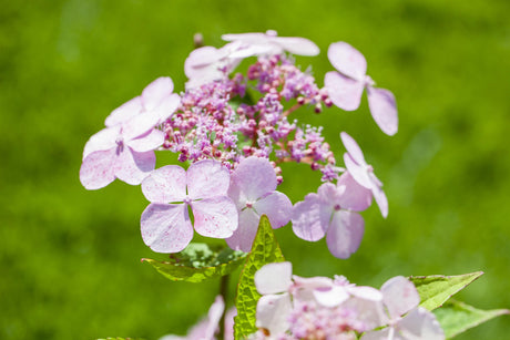 Hydrangea serrata 'Bluebird' mit Blüte, erhältlich von 40-60 bis 80-100 cm; Einsatz: ;;ab 58,00 Euro