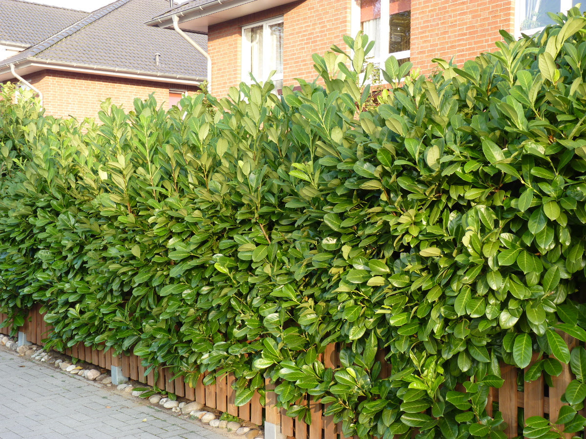 Kirschlorbeer 'Rotundifolia' als Hecke, dicht wachsend;;mit zeitnaher Lieferung