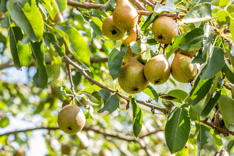 Pyrus com. 'Gute Luise v. Avranches' mit Früchten, erhältlich von 150-200 bis 450-650 cm; Einsatz: ;;ab 38,50 Euro