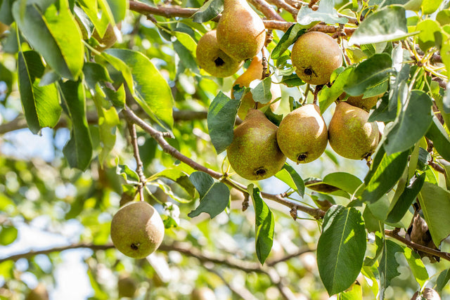 Pyrus com. 'Gute Luise v. Avranches' mit Früchten, erhältlich von 150-200 bis 450-650 cm; Einsatz: ;;ab 38,50 Euro