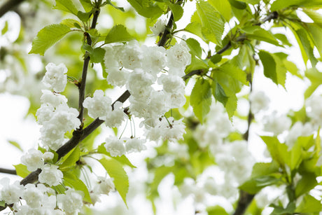Prunus avium 'Plena' mit Blüte, erhältlich von 60-100 bis 450-650 cm; Einsatz: ;;ab 15,70 Euro