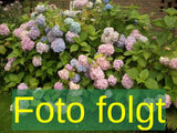 Hydrangea macrophylla 'Soeur Therese'; Bild wird ergänzt; winterhart; Einsatzmöglichkeit z.B. : Solitärpflanze; verfügbar in 3 Größen und Varianten;;ab 76,50 Euro