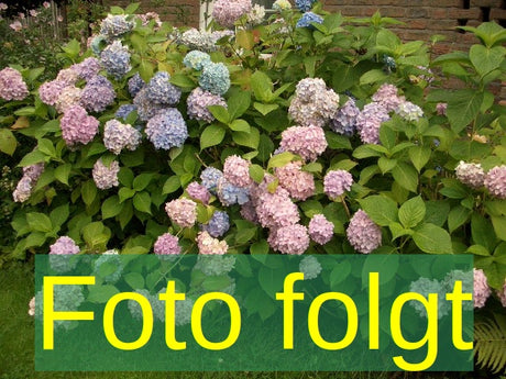 Bild wird ergänzt für Hydrangea macrophylla 'Benelux' (Bauernhortensie 'Benelux')