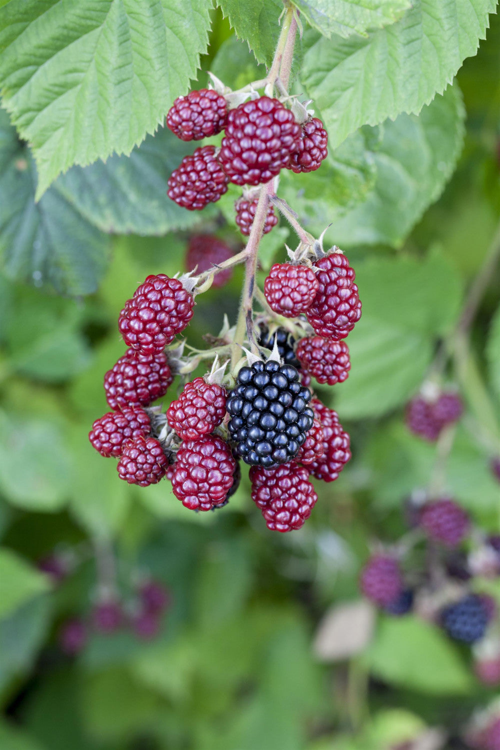 Rubus id. 'Autumn Bliss' mit Früchten; Einsatz: ;;ab 16,40 Euro