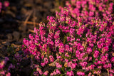 Erica carnea 'Myretoun Ruby'; hier mit Blüte; winterhart; Einsatzmöglichkeit z.B. : Steingarten; erhältlich von 10-15 bis 10-15 cm;;ab 4,50 Euro