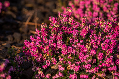 Erica carnea 'Myretoun Ruby' mit Blüte, erhältlich von 10-15 bis 10-15 cm; Einsatz: , ;;ab 2,08 Euro