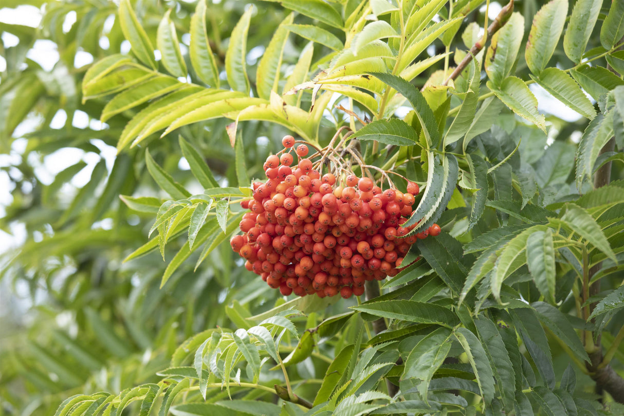 Sorbus domestica 'Dodong' mit Früchten; Einsatz: Heckenpflanzerobust;;mit zeitnaher Lieferung