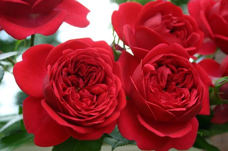 Rosa 'Out of Rosenheim' BT mit Blüte; Einsatz: , ;;ab 8,35 Euro