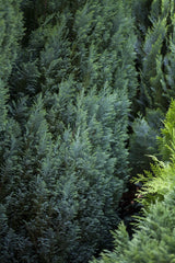 Chamaecyparis laws. 'Ellwoodii' , erhältlich von 20-30 bis 125-150 cm;;ab 9,20 Euro