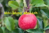 Genaues Foto für Malus 'Idared' folgt; dieses ähnliche Bild dient der Illustration von Apfel 'Idared' spät