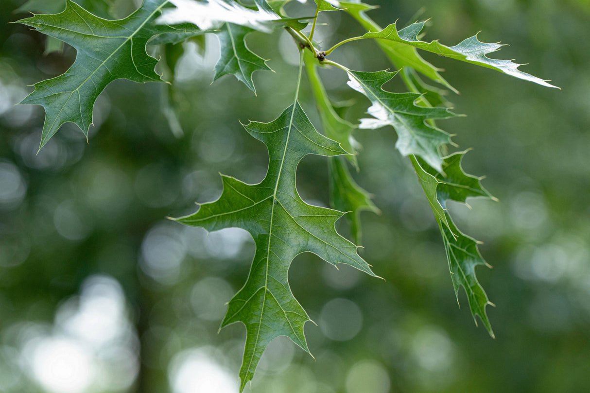 Scarlet Oak mit Sommerbelaubung, erhältlich als: Hochstamm, Heister; Einsatz: Alleebaumherbstfärbung;;günstig mit Qualität