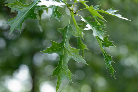 Scarlet Oak mit Sommerbelaubung, erhältlich als: Hochstamm, Heister; Einsatz: Alleebaumherbstfärbung;;günstig mit Qualität