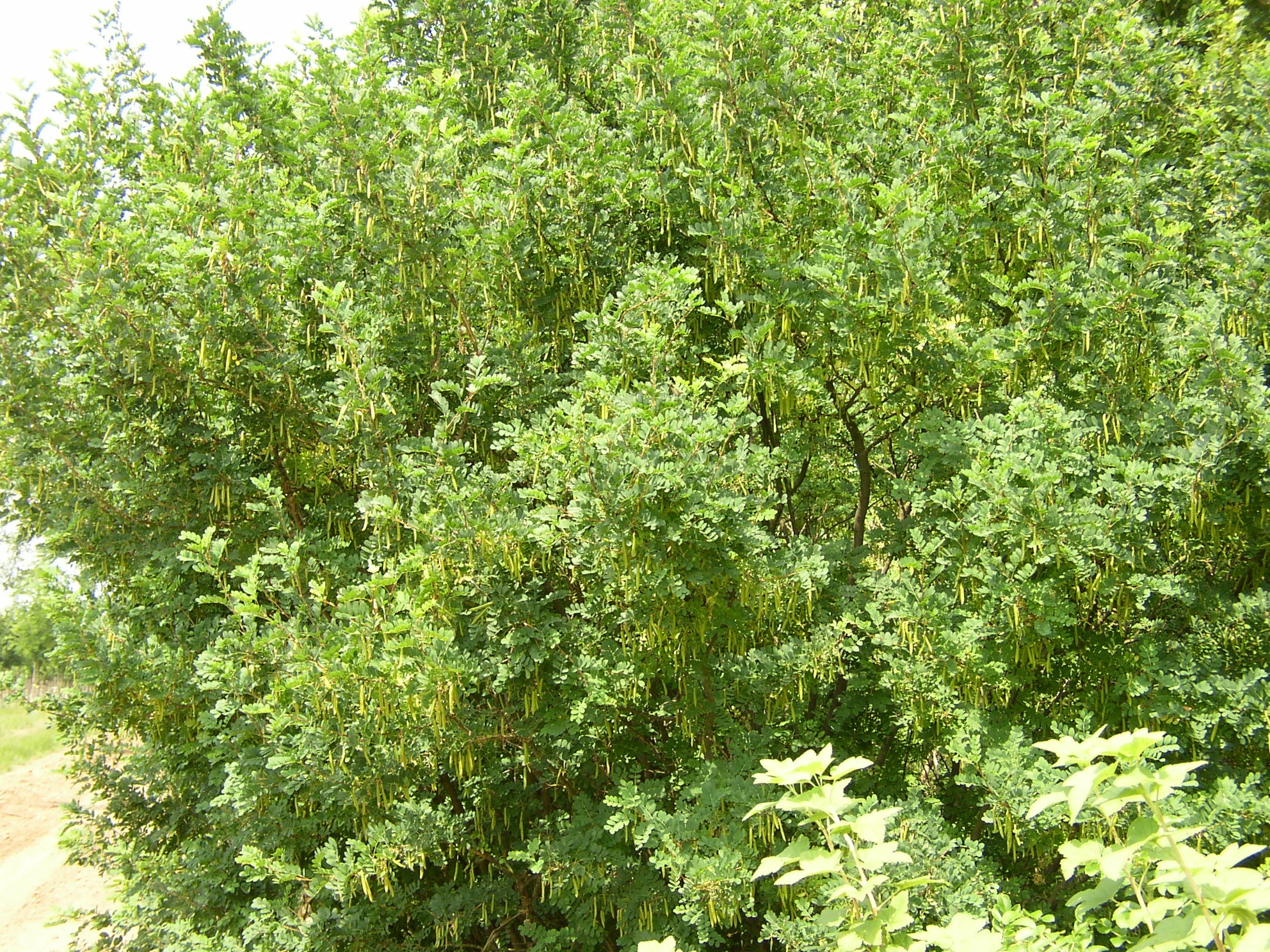 Caragana arborescens (Gewöhnlicher Erbsenstrauch)