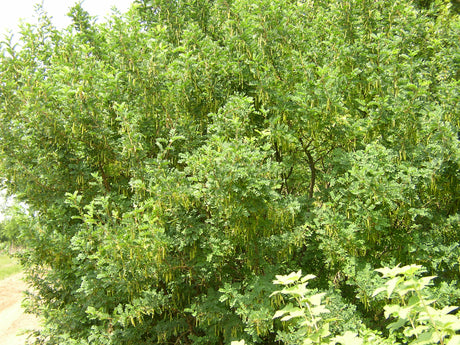 Caragana arborescens mit Blüte, erhältlich von 60-100 bis 200-250 cm; Einsatz: ;;ab 3,55 Euro