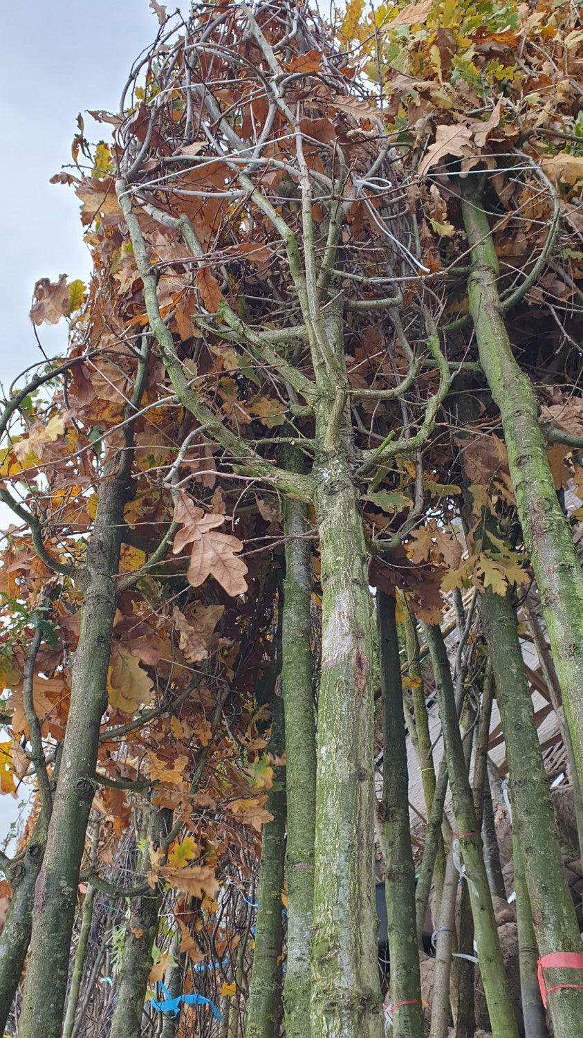 Synonym (alte Bezeichnung): Quercus sessiliflora; vorbereitet für Versand; langlebig; Einsatzmöglichkeit z.B. : Klimabaum;;ab 2,94 Euro