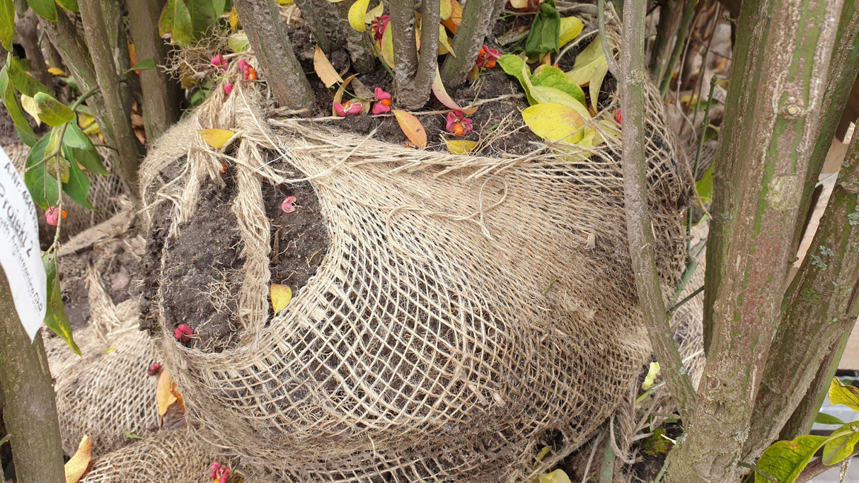 Europäisches Pfaffenhütchen; hier als Ballenpflanze; vielfältige Verwendungsmöglichkeiten; Einsatzmöglichkeit z.B. : Vogelnährgehölz;;günstig mit Qualität