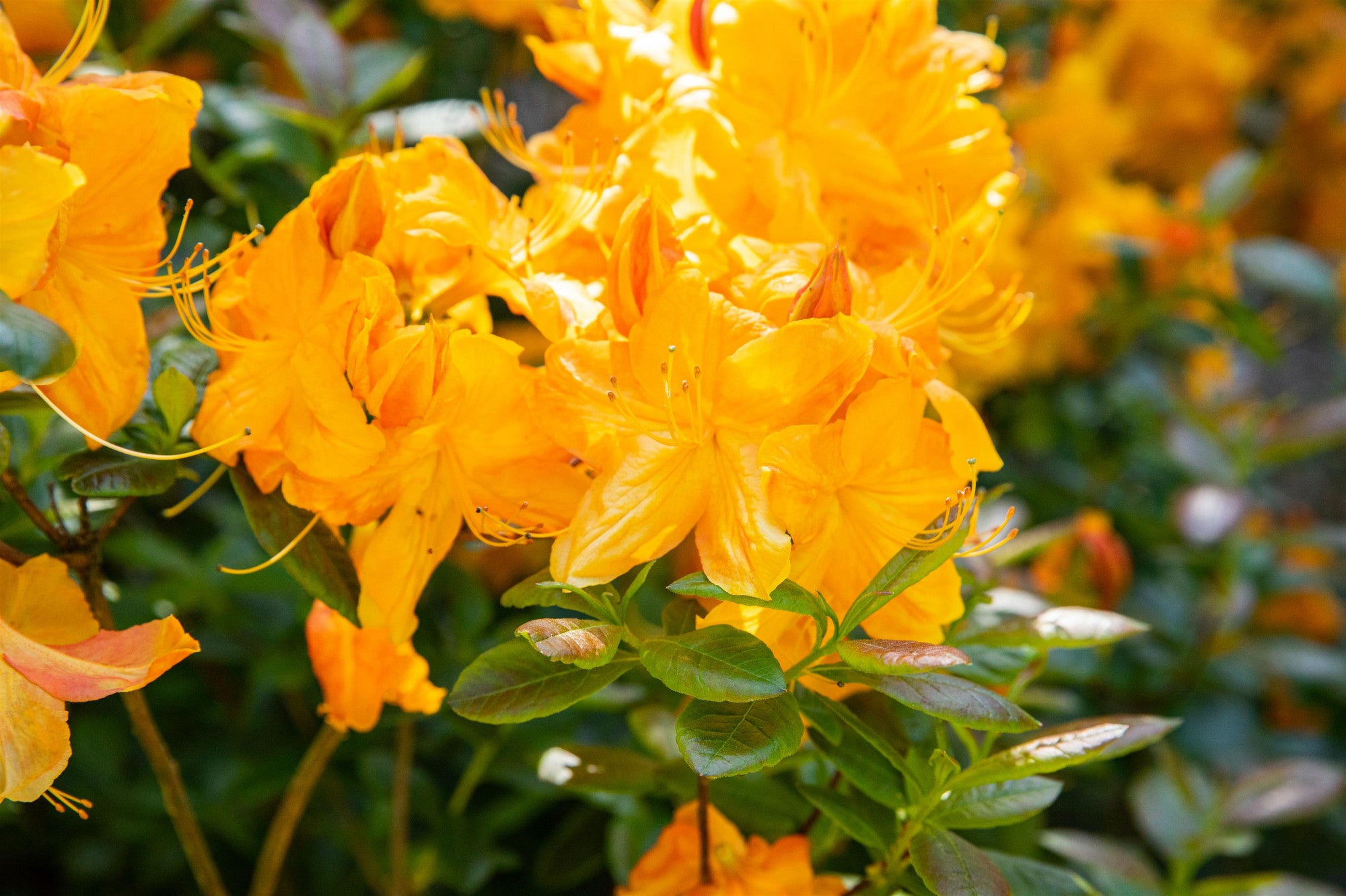 Rhododendron lut. 'Klondyke' (Sommergrüne Azalee 'Klondyke')