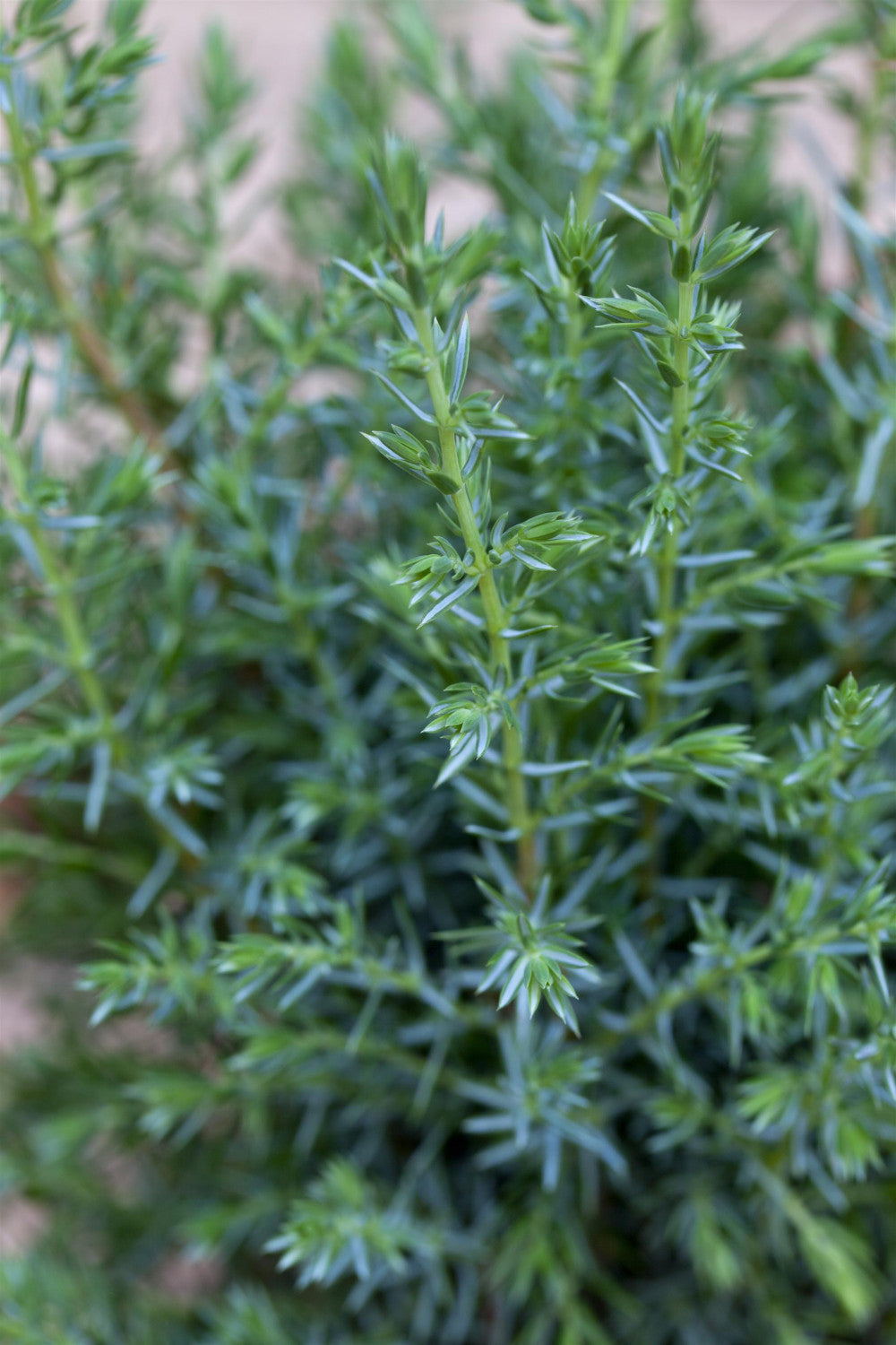 Juniperus com. 'Sentinel' mit Belaubung, erhältlich von 30-40 bis 200-225 cm; Einsatz: ;;ab 22,70 Euro
