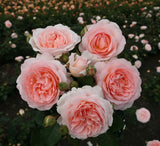 Rosa 'Märchenzauber' BT; hier mit Blüte; lange Blütezeit; Einsatzmöglichkeit z.B. : Einzelstellung;;ab 13,10 Euro