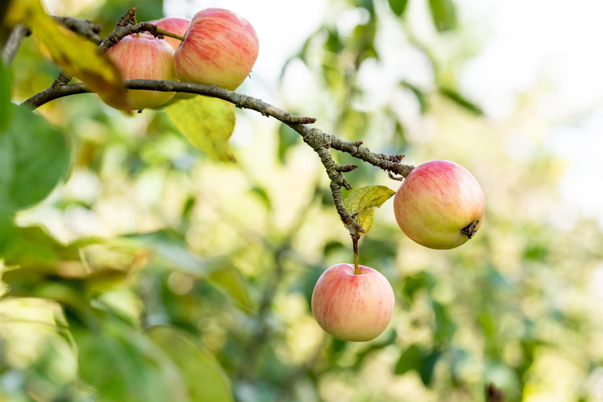 Malus 'Schöner von Herrnhut' mit Früchten, erhältlich von 150-200 bis 450-650 cm; Einsatz: ;;ab 34,60 Euro