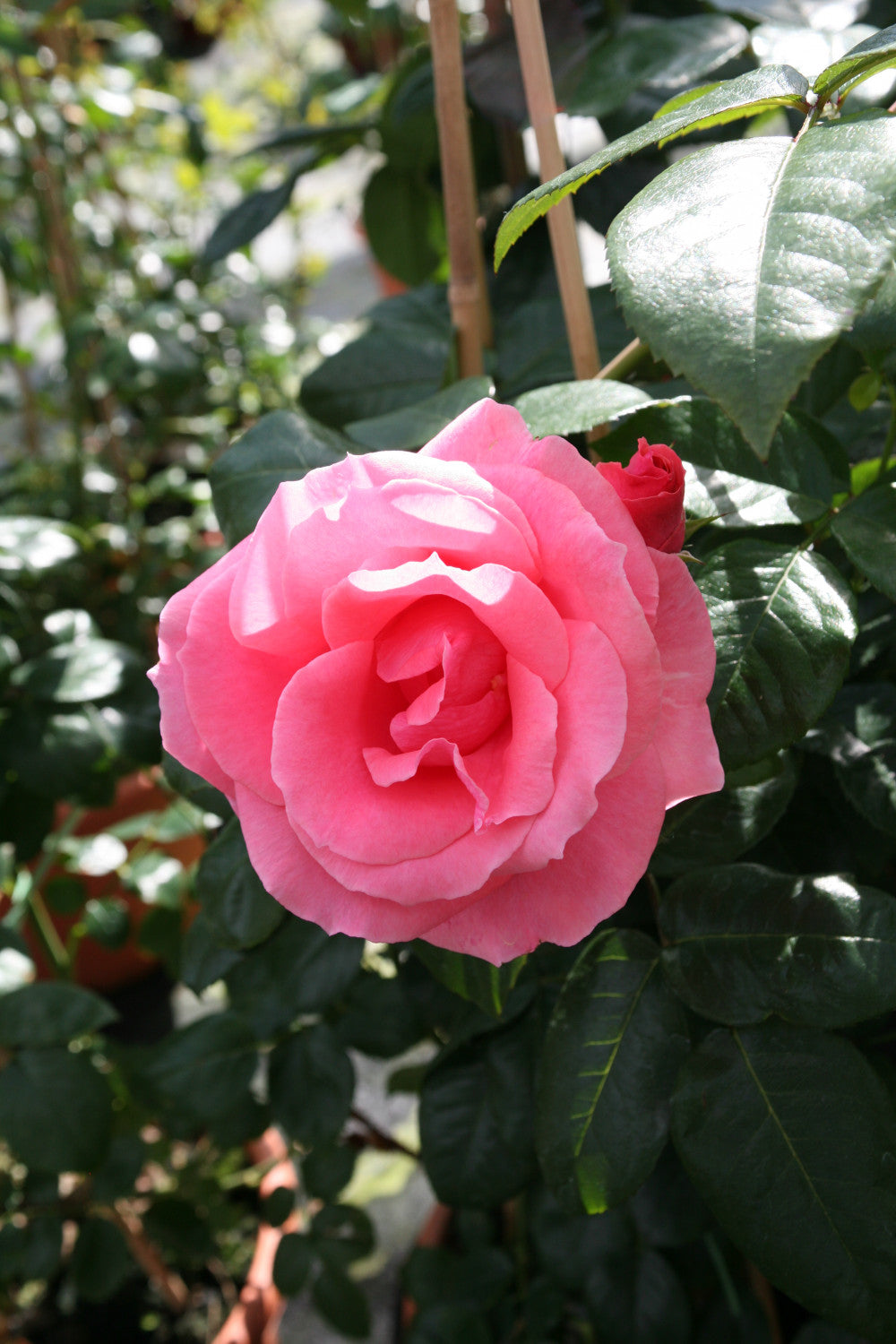 Rosa 'Lawinia' KL mit Blüte; Einsatz: ;;ab 10,90 Euro