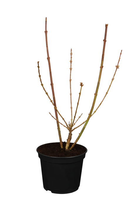 Goldflieder; hier im Topf; schnittverträglich; Einsatzmöglichkeit z.B. : Heckenpflanze;;günstig mit Qualität