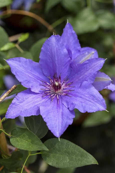 Clematis 'Lasurstern' , erhältlich von 100-150 bis 150-200 cm;;ab 37,40 Euro