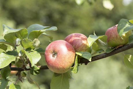 Malus 'Landsberger Renette' mit Früchten, erhältlich von 150-200 bis 450-650 cm; Einsatz: ;;ab 34,60 Euro