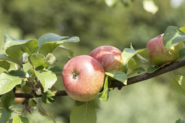 Malus 'Landsberger Renette' mit Früchten, erhältlich von 150-200 bis 450-650 cm; Einsatz: ;;ab 34,60 Euro