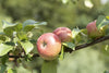 Malus 'Landsberger Renette' (Apfel 'Landsberger Renette' mittel)