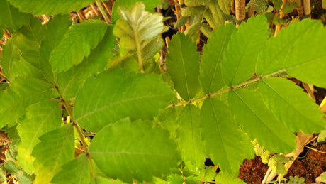 Felsenbirne mit Sommerbelaubung; Einsatz: Bienenweide, bienenfreundlich;;mit zeitnaher Lieferung